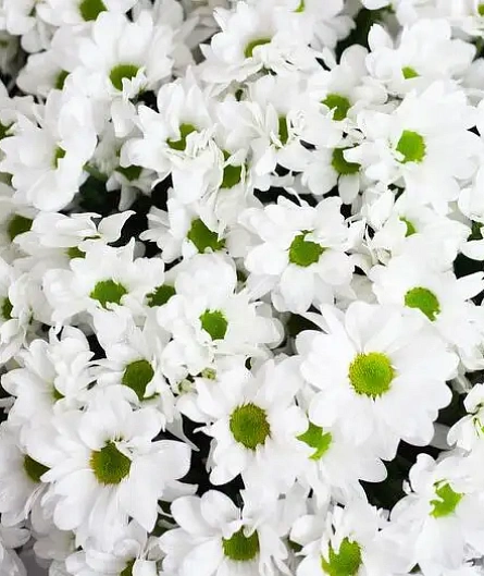 Букет ромашковый каприз - изображение-1