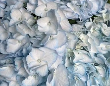 Букет небесный сон - изображение-1