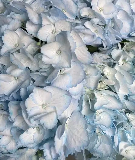 Букет небесный сон - изображение-1