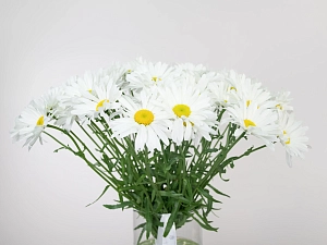 Букет белая искренность - фото-1