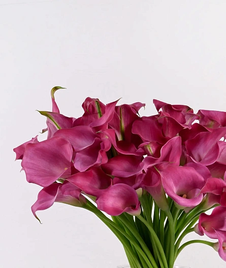 Букет вечерняя заря - изображение-1