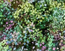 Букет сказка в облаках - изображение-1