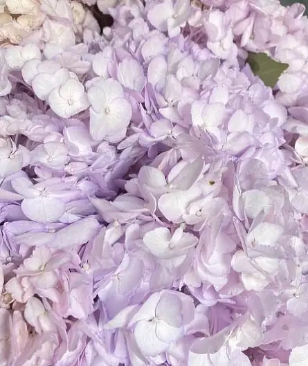 Букет лиловое облако - изображение-3