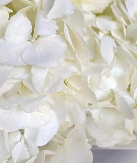 Букет облако чистоты - изображение-2