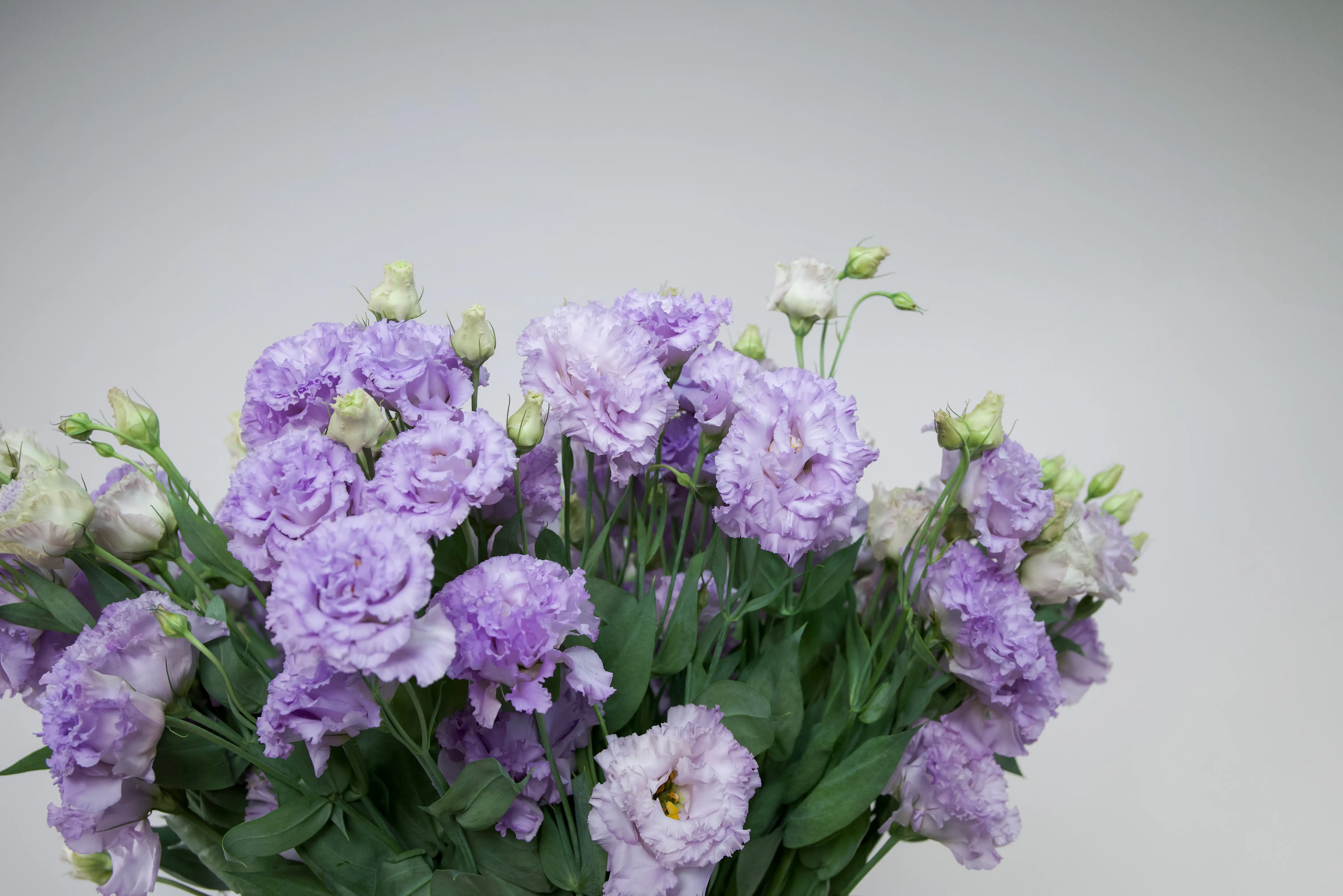 Букет лавандовая симфония - изображение-1