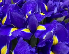 Букет лазурный штрих - изображение-1