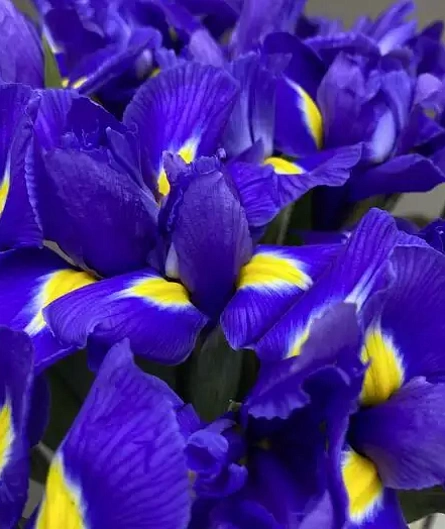 Букет лазурный штрих - изображение-1